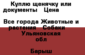 Куплю щенячку или документы › Цена ­ 3 000 - Все города Животные и растения » Собаки   . Ульяновская обл.,Барыш г.